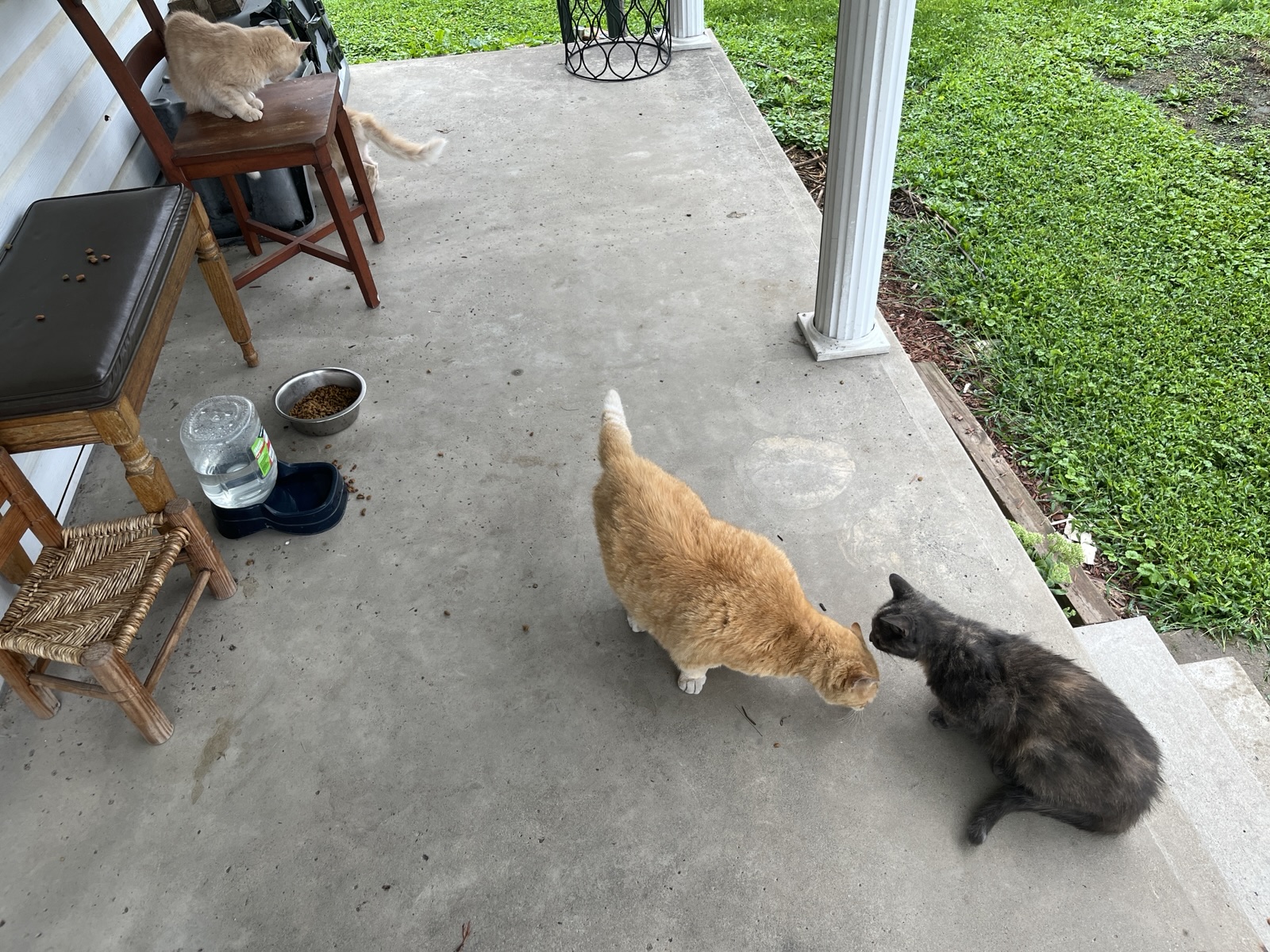 This photo shows a porch with two orange cats resting on chairs, a red Hugill trash bin in the foreground, and a black pickup truck parked on the grass, with a house featuring white siding and columns in the background.