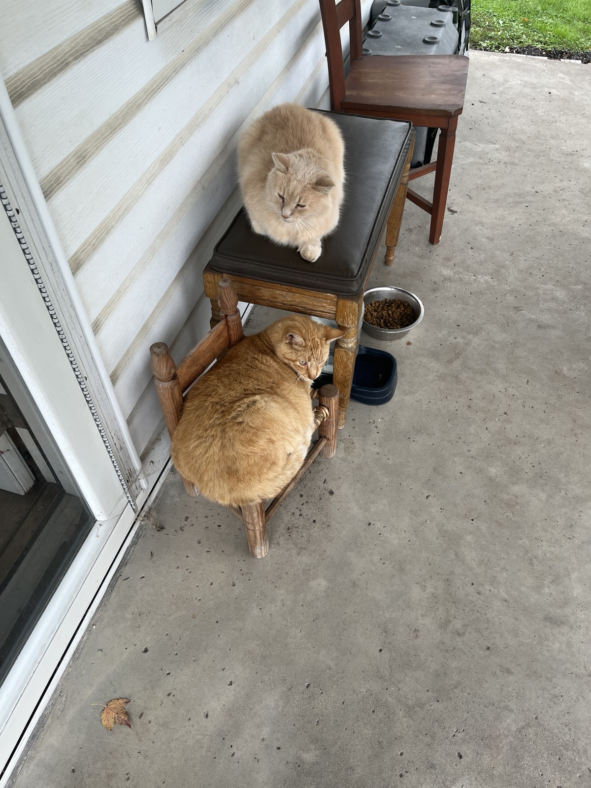 An orange cat, identified as Haze, is lying on top of a weathered wooden pallet with its front paws resting on the edge and its hind legs dangling down, positioned against a light blue siding wall with some gardening.