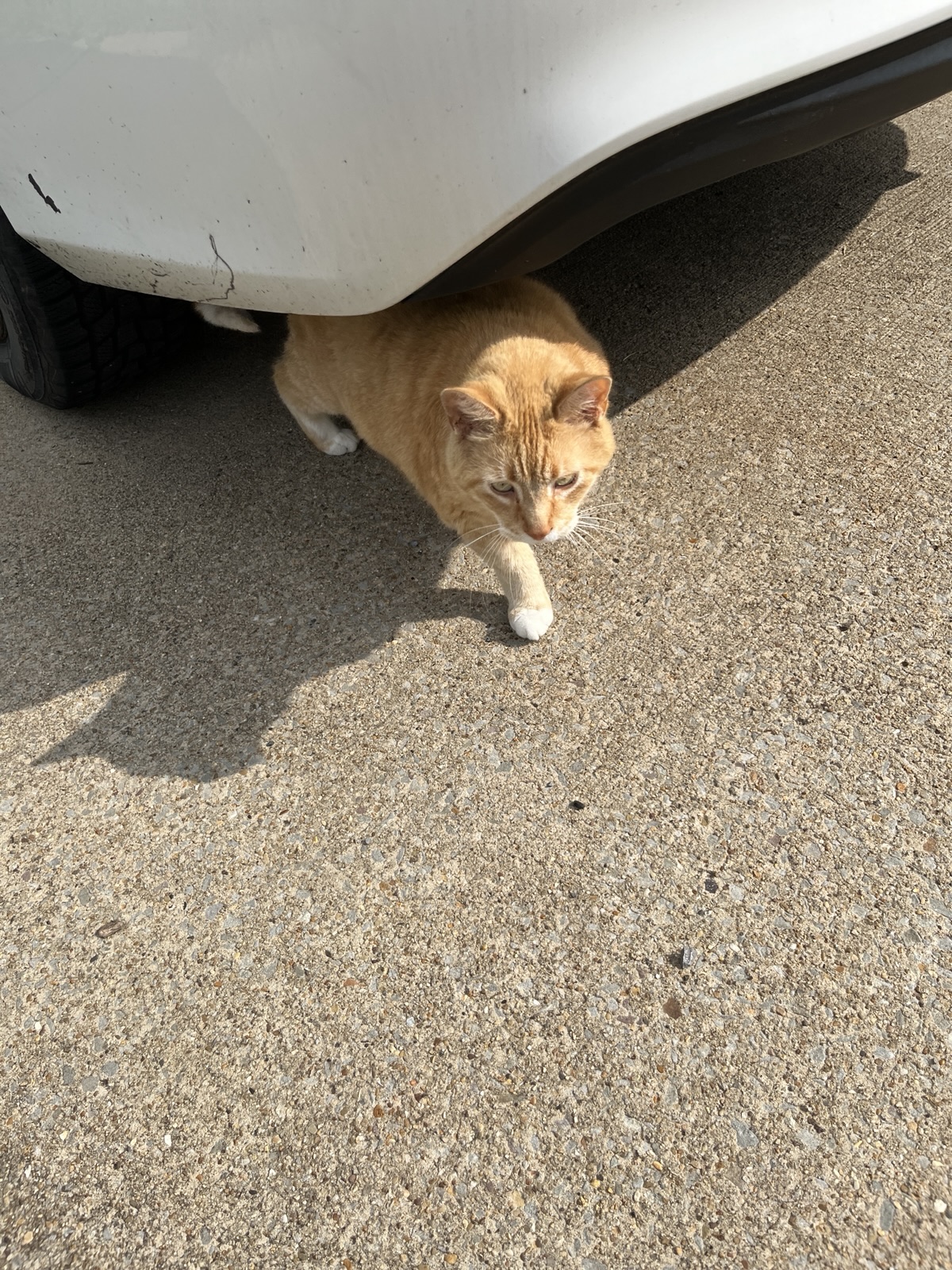 The cats—Hazelnut (Hayes), Ghost, Smokey, and Converse—are observed in various outdoor locations including behind lavender, on a back porch, under a company car, and in a straw-filled storage box with a hole, with access