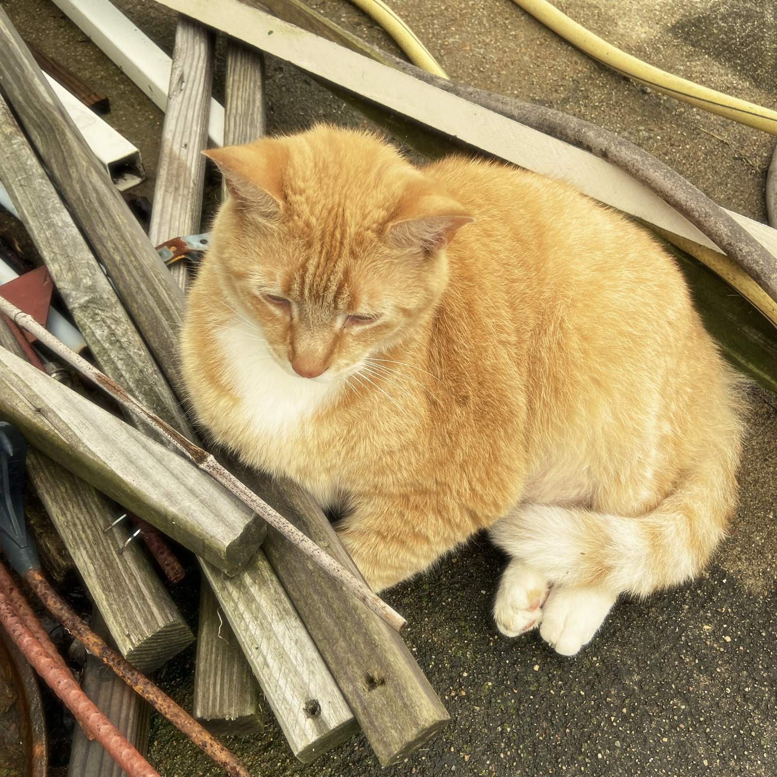 Photos: A cat; A dog; A cat.
