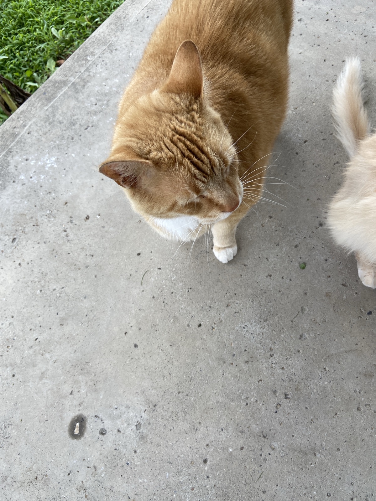 An orange cat is lying on a wooden pallet in a corner next to a light blue house with white siding, surrounded by green plants and straw on the ground.
