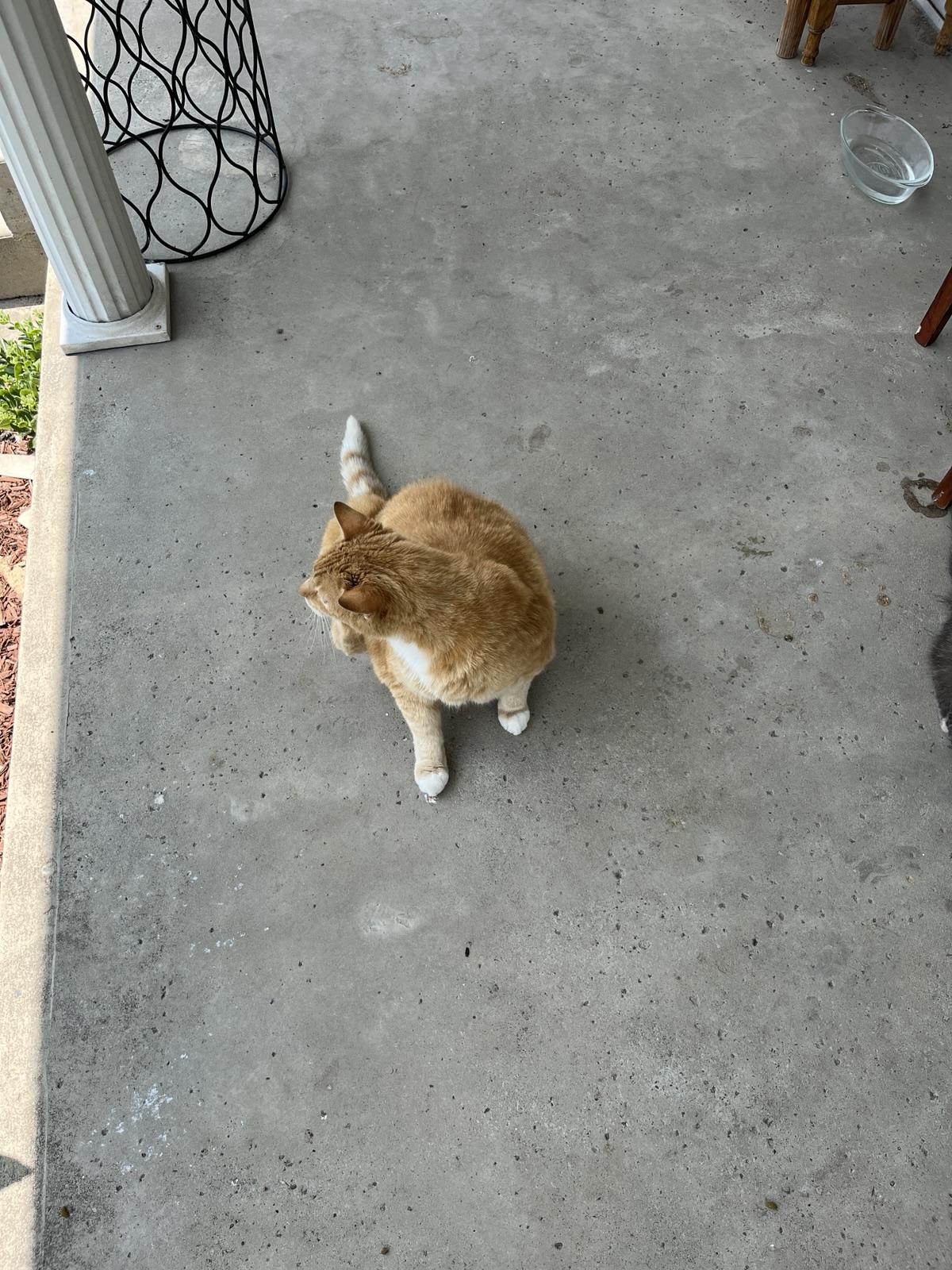 Oh, just spend a little time with the cats.