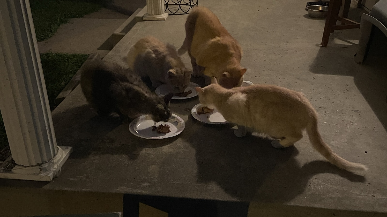 Four cats.