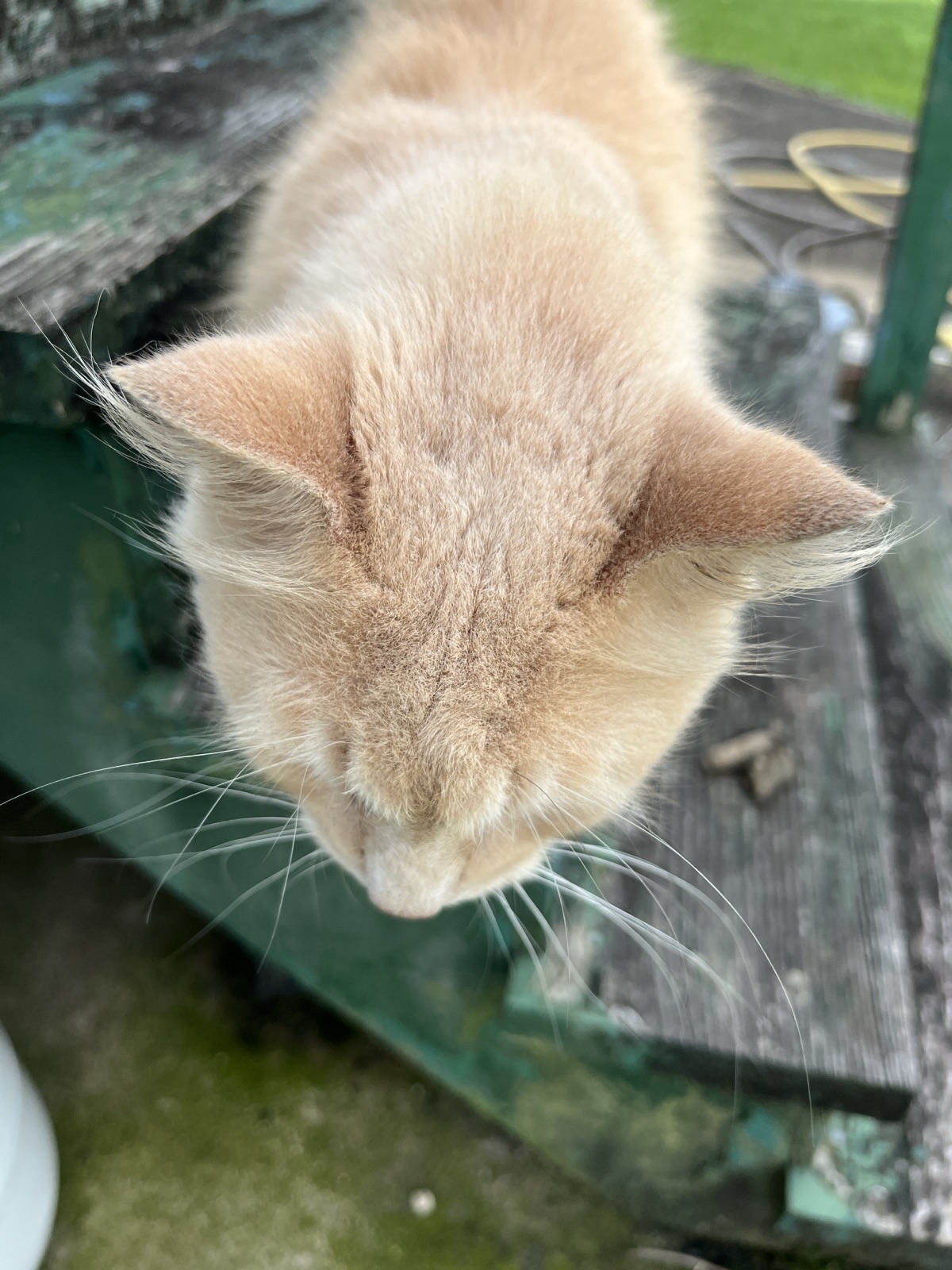 The cats—Hazelnut (Hayes), Ghost, Smokey, and Converse—are observed in various outdoor locations including behind lavender, on a back porch, under a company car, and in a straw-filled storage box with a hole, with access