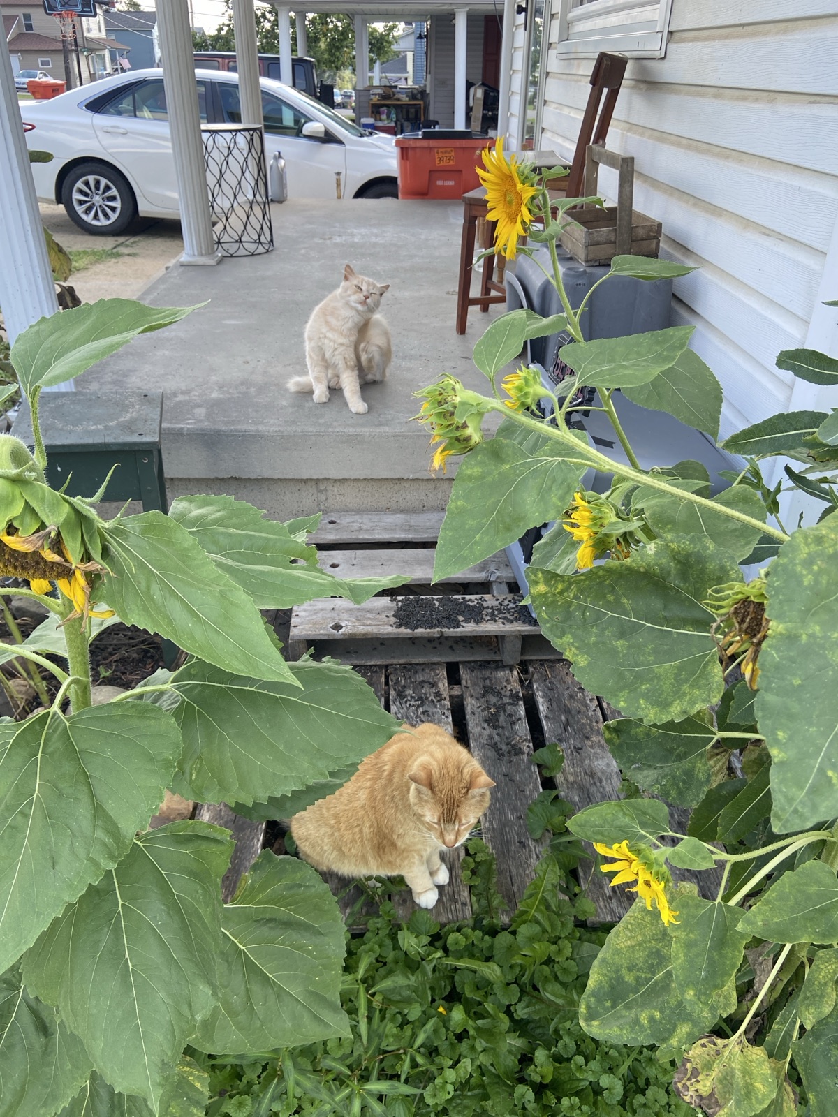 The cat is enjoying a sunny afternoon on a little platform in the corner, while Ghost in Commerce comes across the porch with a converse in the sunflowers.