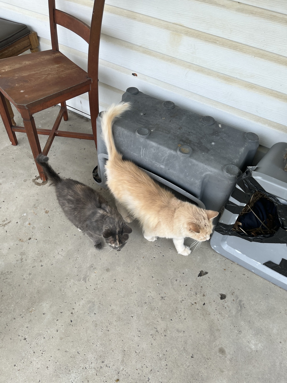 Oh, just spend a little time with the cats.