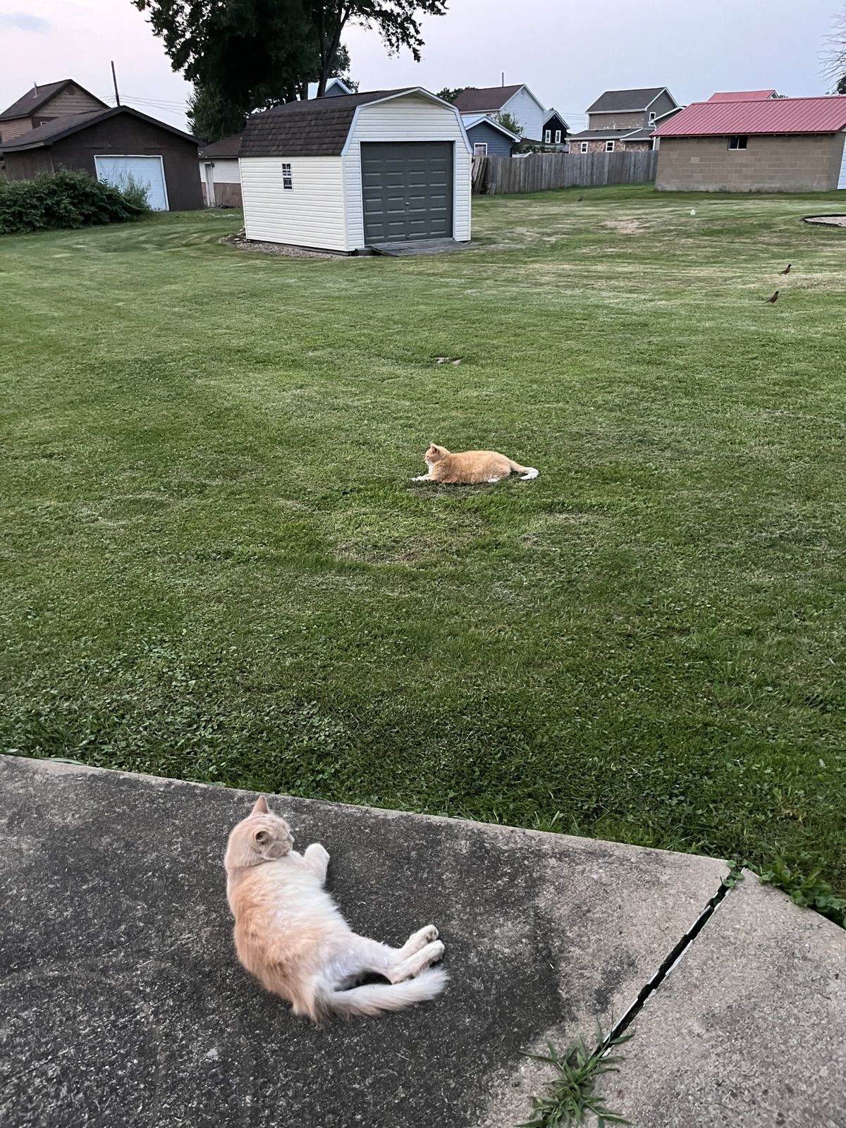 Two cats are visible in the image: one orange tabby lying on a concrete surface and another orange tabby walking on a grassy lawn, with residential houses and a shed in the background.