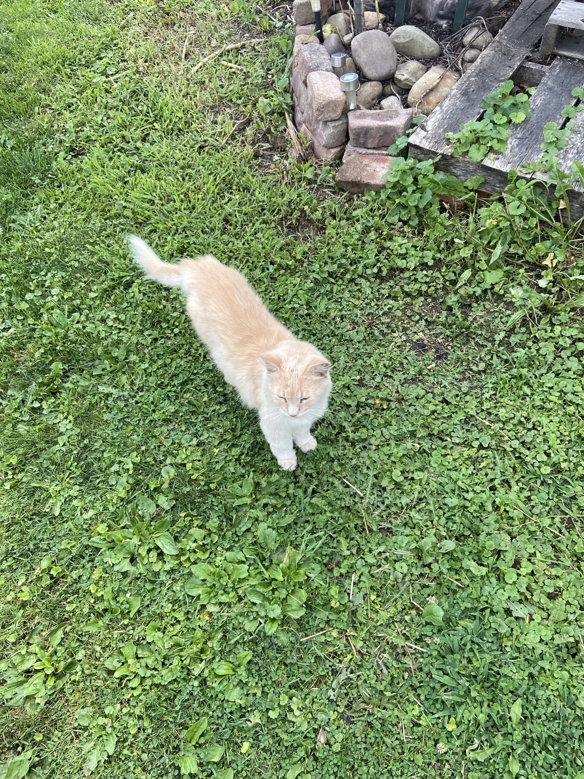 Five photos of a cat.