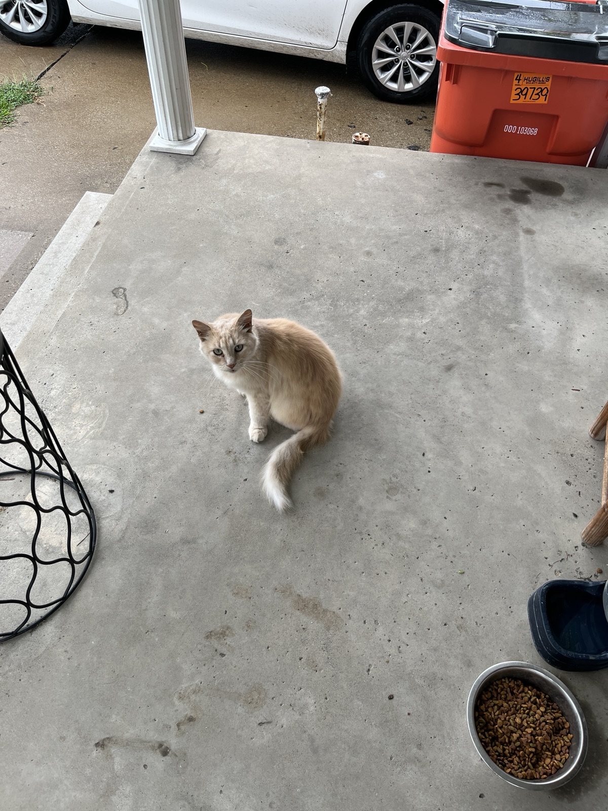 The orange cat named Haze is sitting inside a wooden birdhouse on a porch.