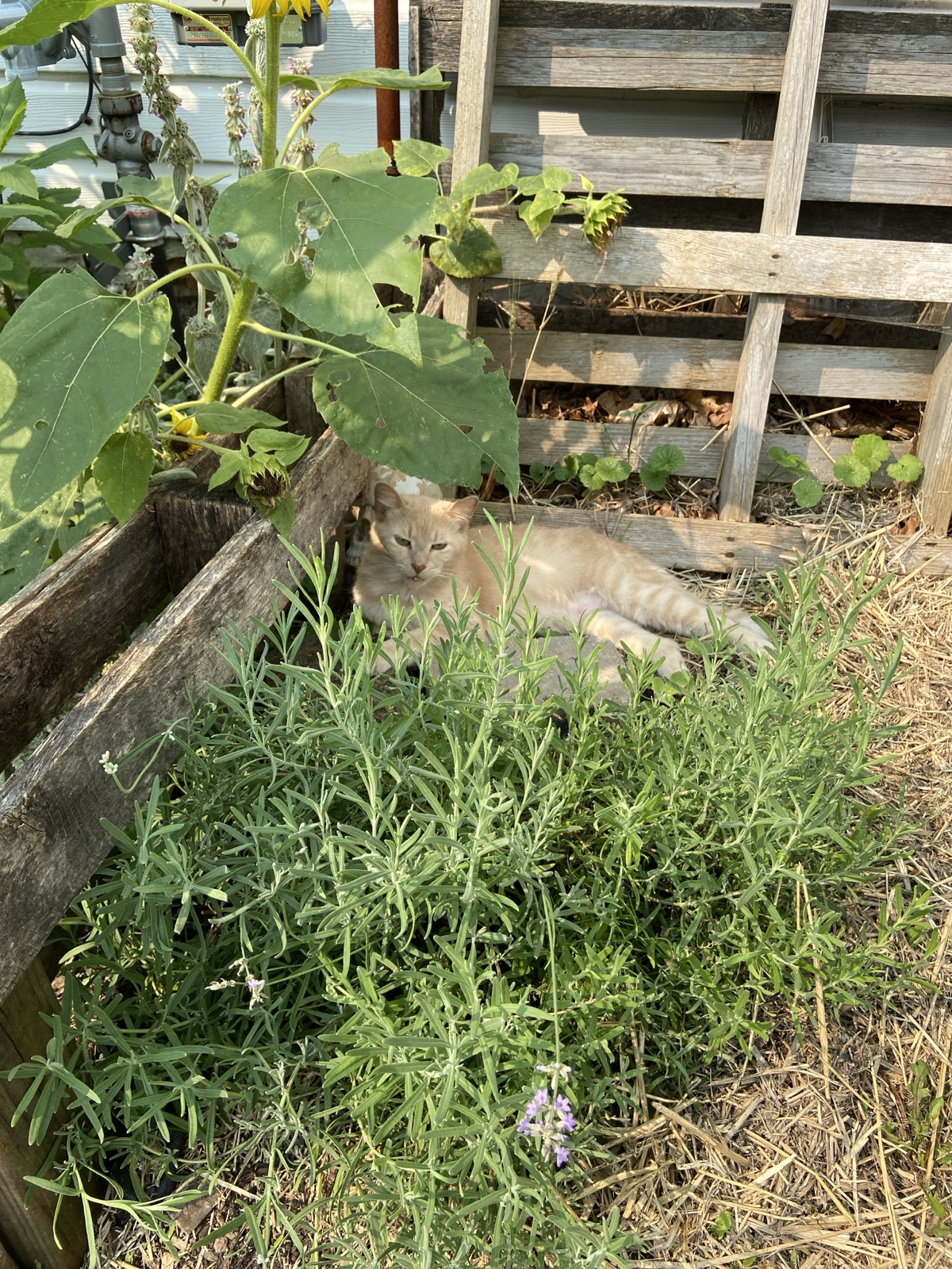 A morning walk to the back of the yard to orient cats toward the backyard, where they can explore, receive food, treats, petting, and a break from work, with shade and open space provided by the yard, structure, and outd