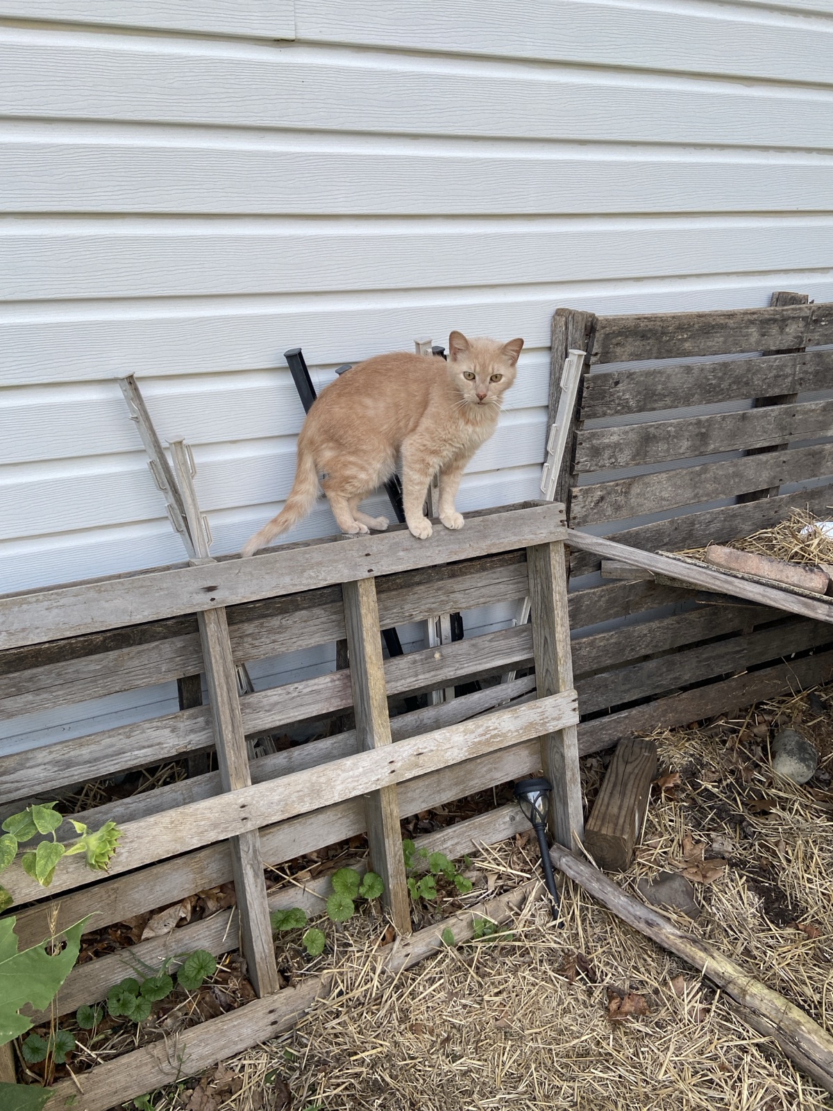 A cat.