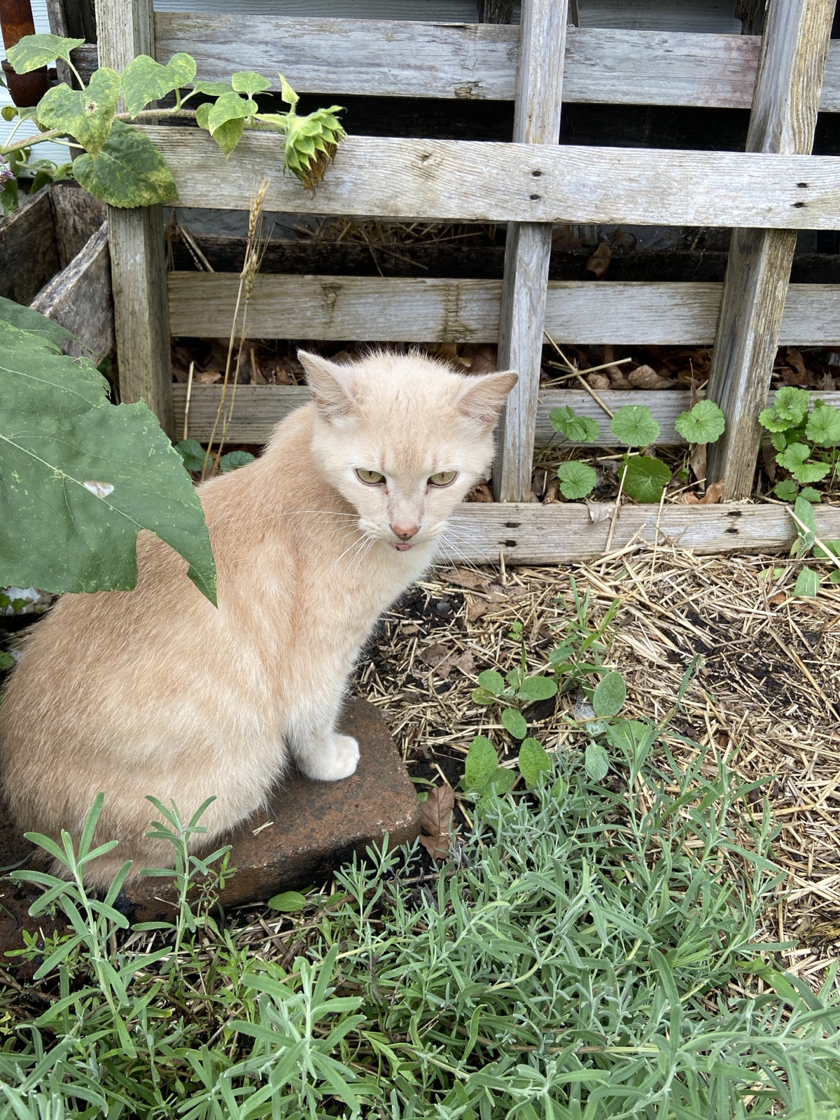 Photos: A cat; A dog; A cat.