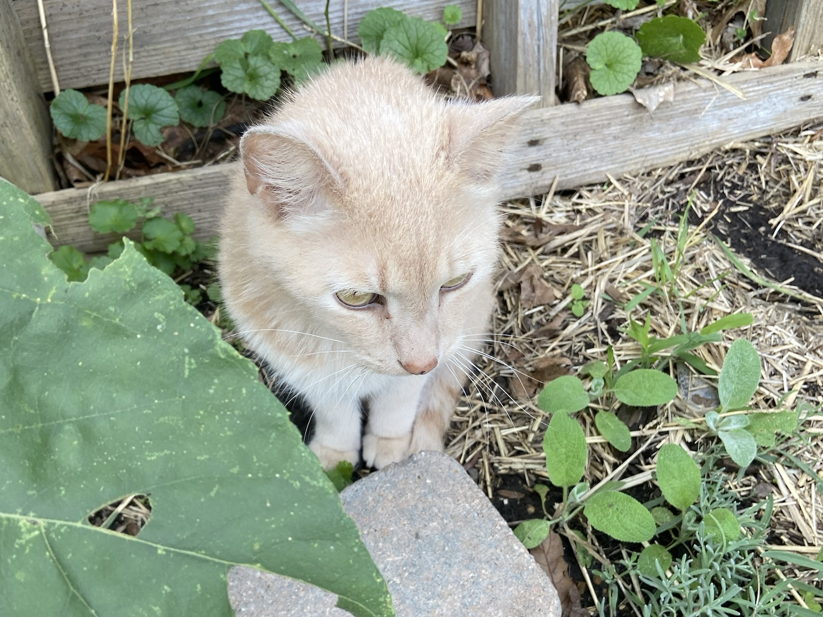 A small, light orange kitten with white paws and a pink nose sits among green leaves and straw in a garden, looking downward with a calm expression.