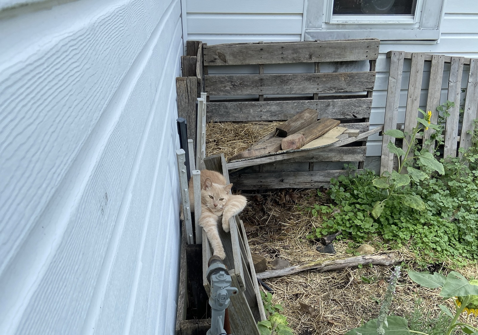 An orange cat is lying on a wooden pallet in a corner next to a light blue house with white siding, surrounded by green plants and straw on the ground.