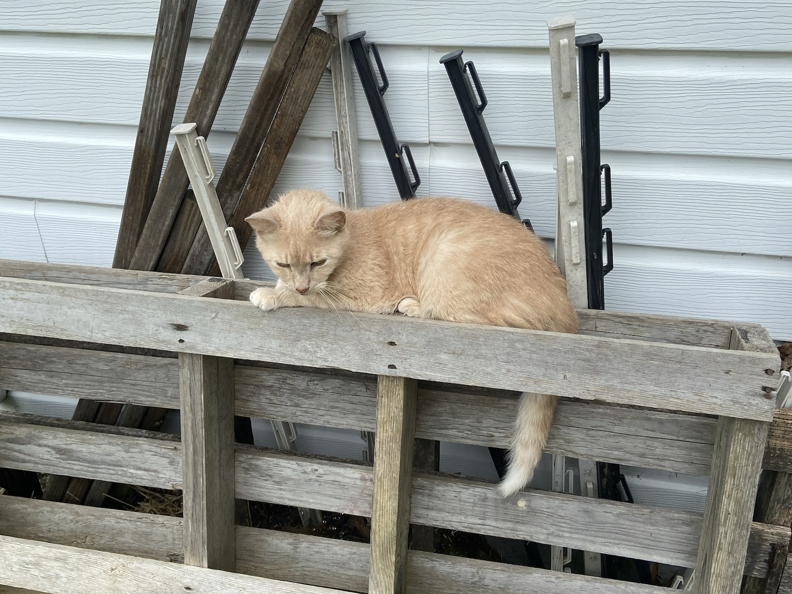 The photo shows a ginger cat, named Haze, sitting on a wooden pallette in a corner of a house, with a white wall and some greenery visible in the background.