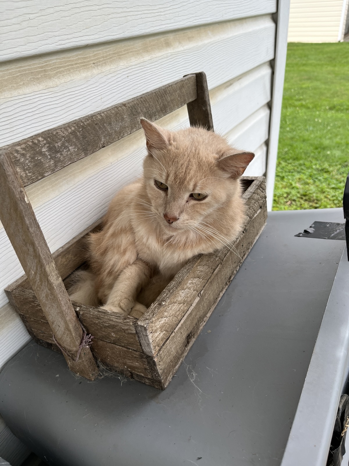 The orange cat named Haze is sitting inside a wooden birdhouse on a porch.