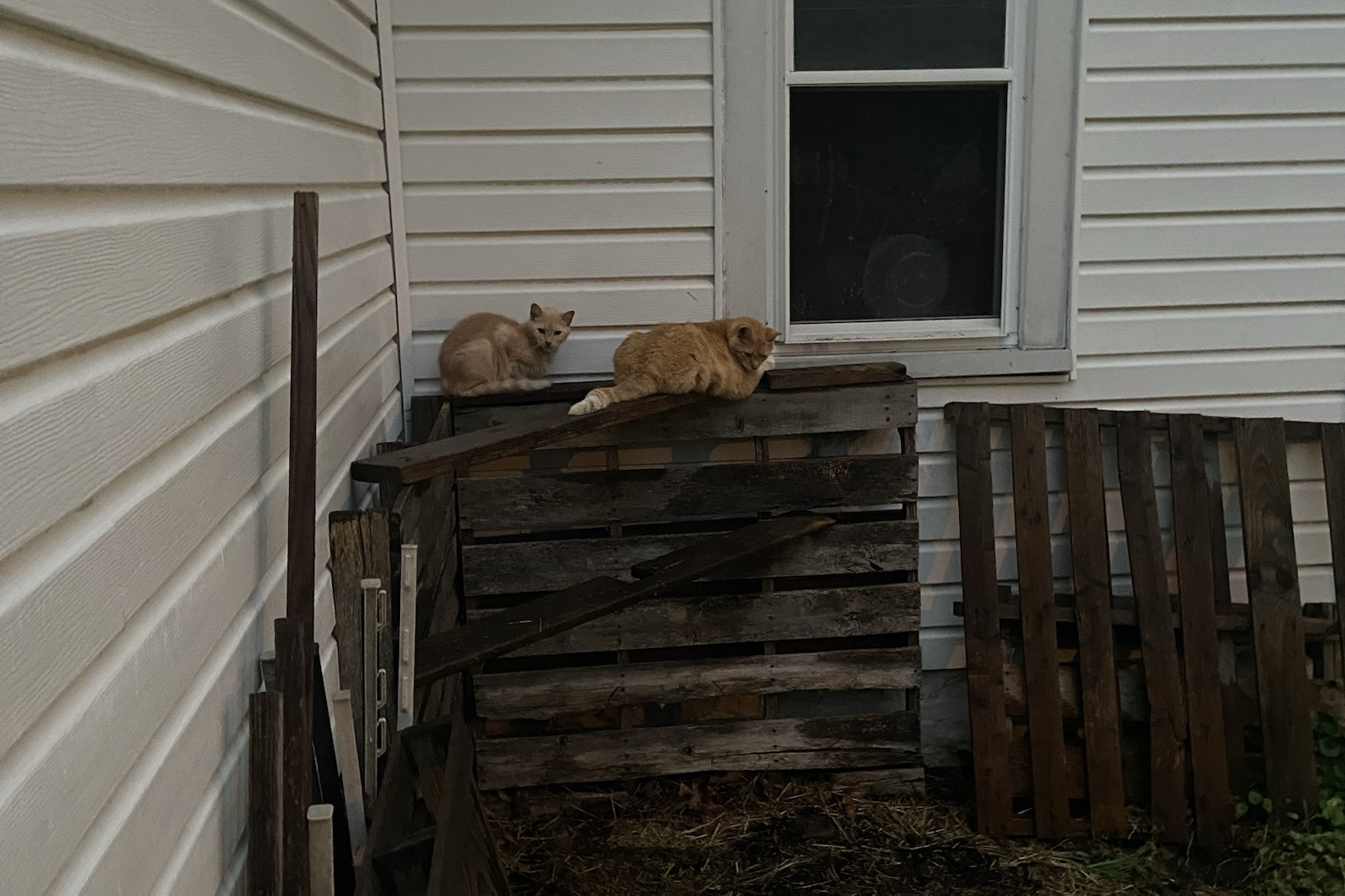 Two cats are sitting on a wooden pallet outside a house.