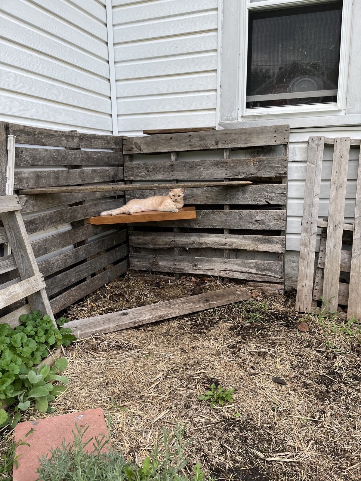 A ginger cat is lying on its back on a wooden pallet, positioned next to a white building with a window, with dry grass and some green plants visible on the ground nearby.