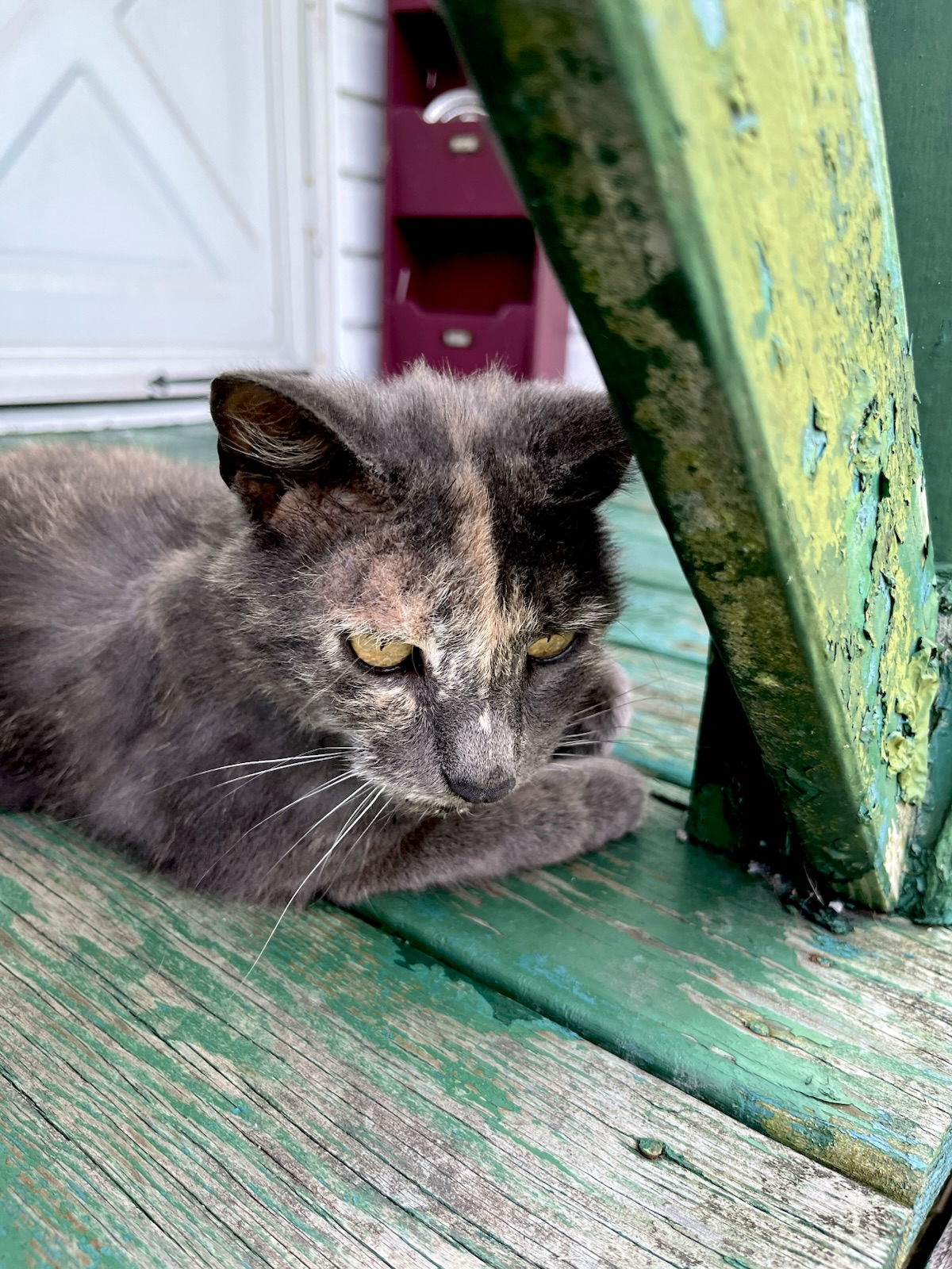 The cats—Hazelnut (Hayes), Ghost, Smokey, and Converse—are observed in various outdoor locations including behind lavender, on a back porch, under a company car, and in a straw-filled storage box with a hole, with access