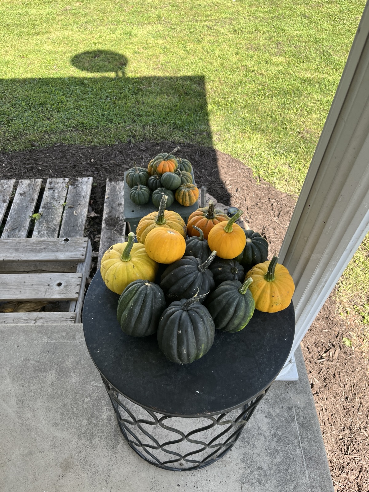 Squash and cats